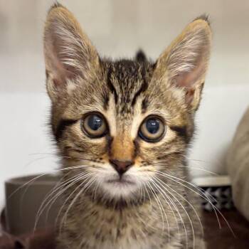 Luigi -  Domestic Short Hair Cat for Adoption in Redwood City, California - Luigi | PetCurious