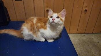 Goldie -  Domestic Long Hair Cat for Adoption in Mayfield, New York - Goldie | PetCurious