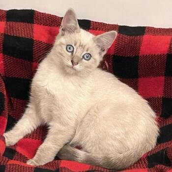 Rescue Siamese Cats for Adoption in Sacramento, California - Willow & Henry (bonded Pair) | PetCurious