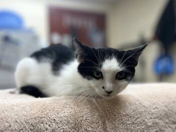 JINX -  Domestic Short Hair Cat for Adoption in Aliquippa, Pennsylvania - JINX | PetCurious