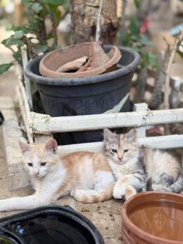 Siberian and Domestic Short Hair Cats Available for Adoption in Brampton, Ontario - Happy - 5 Siblings Dumped | PetCurious