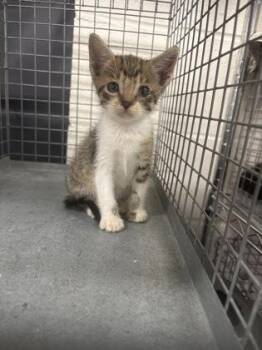 Buttons -  Domestic Short Hair Cat for Adoption in Baton Rouge, Louisiana - Buttons | PetCurious