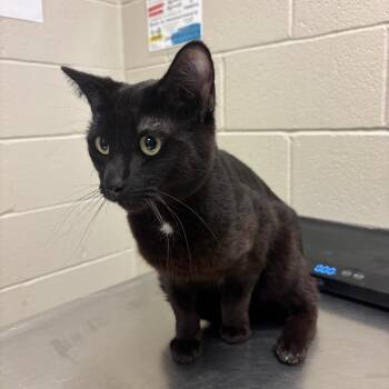 Emperor Zurg -  Domestic Short Hair Cat for Adoption in Bristol, Indiana - Emperor Zurg | PetCurious