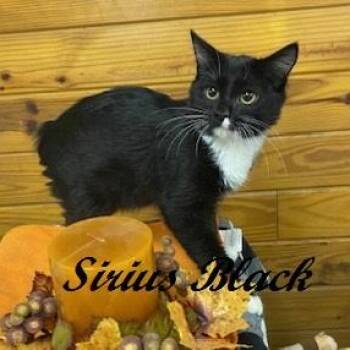 Rescue American Bobtail Cats for Adoption in Southern Pines, North Carolina - Sirius Black | PetCurious