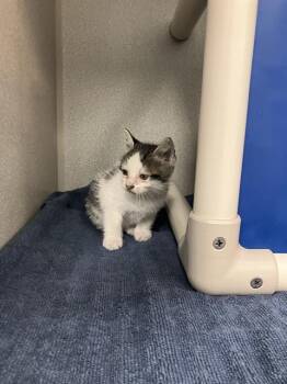 Rescue Domestic Medium Hair Cats for Adoption in Dallas, Texas - DRIDSEY | PetCurious