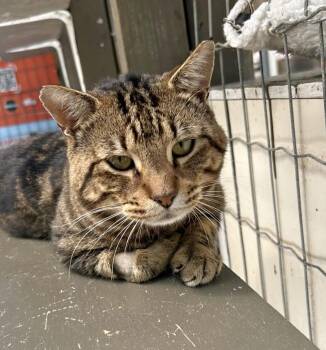 Clive -  Domestic Short Hair Cat for Adoption in Maple Ridge, British Columbia - Clive | PetCurious