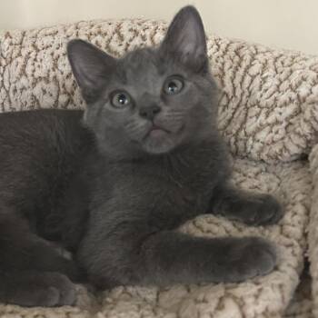 7B Abby Roswell -  Domestic Short Hair Cat for Adoption in Denver, Colorado - 7B Abby Roswell | PetCurious