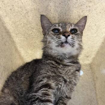 SVAS-Stray-38964 -  Domestic Short Hair Cat for Adoption in Lyndhurst, Virginia - SVAS-Stray-38964 | PetCurious