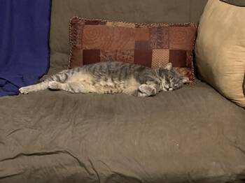 Tabby Cats Available for Adoption - GG | PetCurious