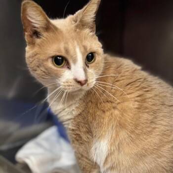 Domestic Short Hair Cats Available for Adoption in West Olive, Michigan - Embers | PetCurious
