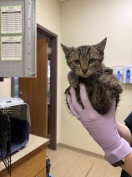 Rescue Domestic Short Hair Cats for Adoption in West Chester, Pennsylvania - Aster | PetCurious