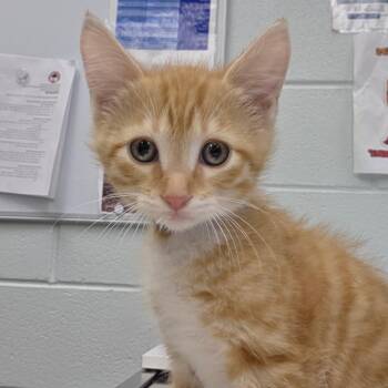 Precious -  Domestic Medium Hair Cat for Adoption in Chattanooga, Tennessee - Precious | PetCurious