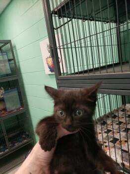 Domestic Short Hair and Bombay Cats Available for Adoption in Frankfort, Kentucky - Isley | PetCurious
