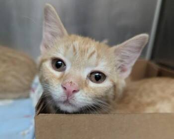 Domestic Short Hair Cats Available for Adoption - Gouda | PetCurious