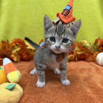 Cider -  Domestic Short Hair Cat for Adoption in Bear, Delaware - Cider | PetCurious