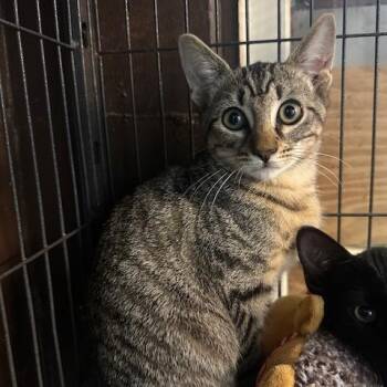Louie -  Domestic Short Hair Cat for Adoption in Enterprise, Alabama - Louie | PetCurious
