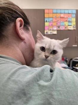 Moon -  Scottish Fold Cat for Adoption in Fishers, Indiana - Moon | PetCurious