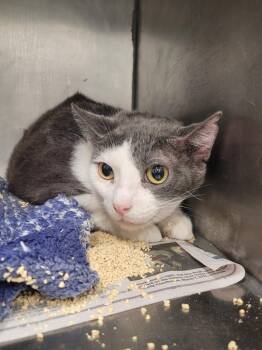 Lucy -  Domestic Short Hair Cat for Adoption in Angola, Indiana - Lucy | PetCurious