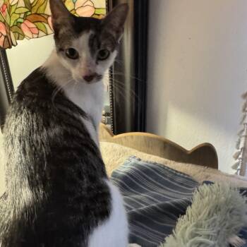 Echo -  Domestic Short Hair Cat for Adoption in Largo, Florida - Echo | PetCurious