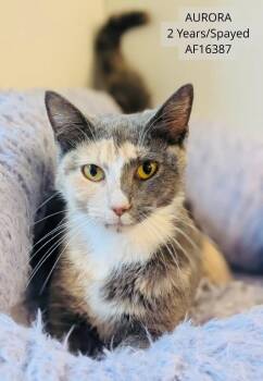 Aurora -  Domestic Short Hair Cat for Adoption - Aurora | PetCurious