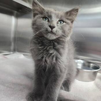 Gandalf the Grey -  Domestic Medium Hair Cat for Adoption in Dixon, Illinois - Gandalf The Grey | PetCurious