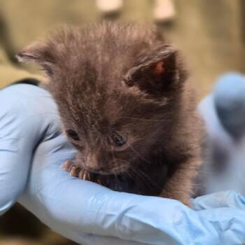 Peter Rabbit -  Domestic Short Hair Cat for Adoption in Newark, New Jersey - Peter Rabbit | PetCurious