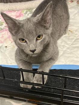 Russian Blue Cats Available for Adoption - Abalone | PetCurious
