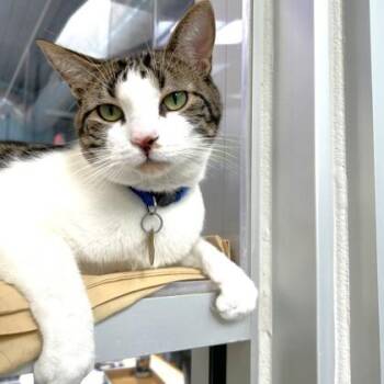 Domestic Short Hair Cats Available for Adoption - Lulu | PetCurious