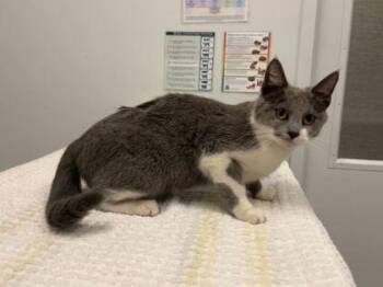 Louvre -  Domestic Short Hair Cat for Adoption in Kansas City, Missouri - Louvre | PetCurious