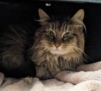 Rescue Domestic Long Hair and Domestic Short Hair Cats for Adoption in Cleveland, Ohio - Baby Josie | PetCurious