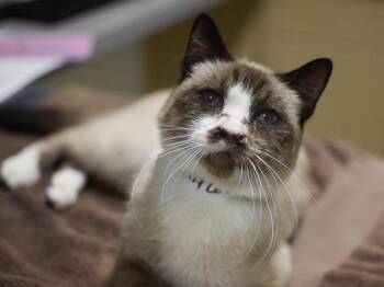 Corbin Bleu -  Snowshoe Cat for Adoption in Portland, Oregon - Corbin Bleu | PetCurious