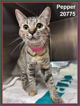 PEPPER -  Domestic Short Hair Cat for Adoption in Marietta, Georgia - PEPPER | PetCurious