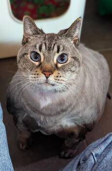 Rescue Domestic Short Hair Cats for Adoption in Fort Lauderdale, Florida - LILY | PetCurious