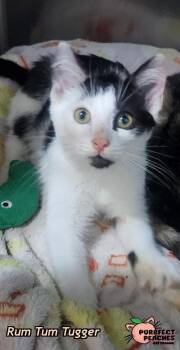 Rum Tum Tugger -  Domestic Short Hair Cat for Adoption in Douglasville, Georgia - Rum Tum Tugger | PetCurious