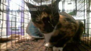 SHELLY -  Domestic Short Hair Cat for Adoption in Houston, Texas - SHELLY | PetCurious