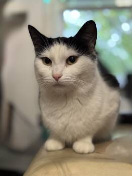 Rescue Domestic Short Hair Cats for Adoption in Greenville, South Carolina - Lilo SJ | PetCurious