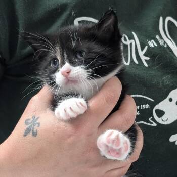 Basil -  Domestic Short Hair Cat for Adoption in Canton, Illinois - Basil | PetCurious
