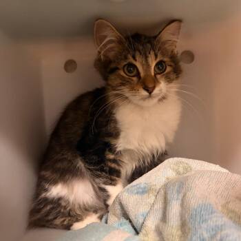 Edna -  Domestic Short Hair Cat for Adoption in Bristol, Indiana - Edna | PetCurious