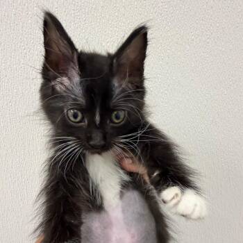 Domestic Medium Hair Cats Available for Adoption in Sunnyvale, California - Teton | PetCurious