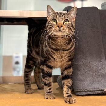 Domestic Short Hair Cats Available for Adoption in Nashville, Indiana - Cat Sajak | PetCurious