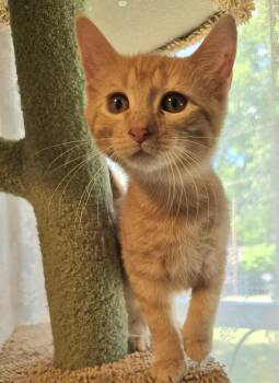 Butter -  Domestic Short Hair and Tabby Cat Available for Adoption in Greensboro, North Carolina - Butter | PetCurious