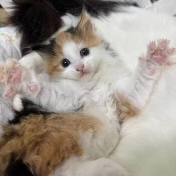 Caramel -  Domestic Medium Hair Cat for Adoption in Hopewell, Virginia - Caramel | PetCurious