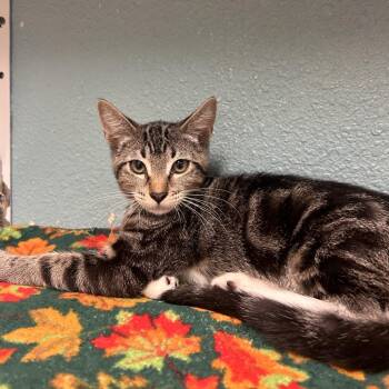 Lore -  Domestic Short Hair Cat for Adoption in Fresno, California - Lore | PetCurious