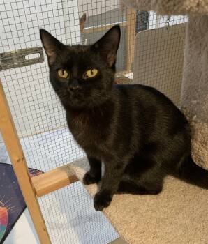 Rescue Domestic Short Hair Cats for Adoption in Saint Charles, Missouri - Loki | PetCurious