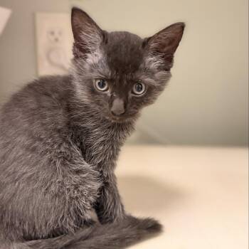 American Shorthair Cats Available for Adoption in Freeport, Florida - Oahu | PetCurious