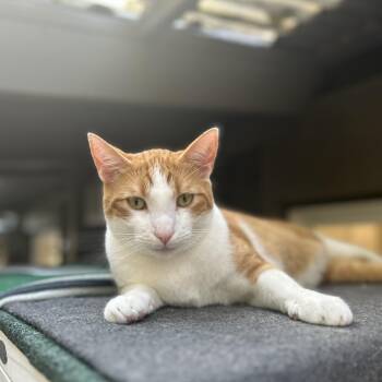 Archie -  Domestic Short Hair Cat for Adoption in Maple Ridge, British Columbia - Archie | PetCurious