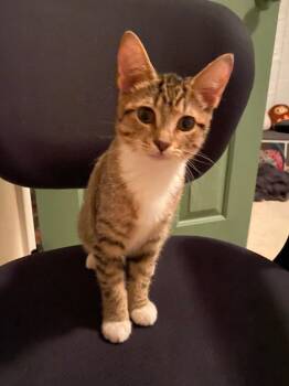 Rescue Domestic Short Hair Cats for Adoption in Youngsville, North Carolina - Skyler25 | PetCurious