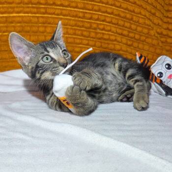 Rescue Domestic Short Hair Cats for Adoption in San Diego, California - Witches Ghost | PetCurious