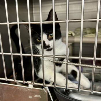 Pepper -  Domestic Short Hair Cat for Adoption in Buffalo, New York - Pepper | PetCurious