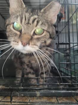 Faith 0318 -  Tabby and Domestic Short Hair Cat for Adoption in Locust Grove, Virginia - Faith 0318 | PetCurious